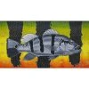 DeYoung Print - Contemporary Peacock Bass Illustration