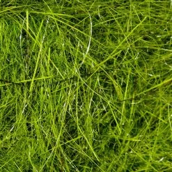 Hareline Materials Hare's Ear Plus Dub 23 Hareline Materials Hare's Ear Plus Dub