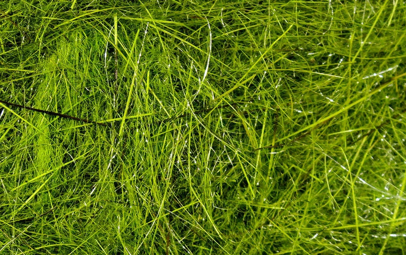 Hareline Materials Hare's Ear Plus Dub 11 Hareline Materials Hare's Ear Plus Dub