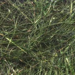 Hareline Materials Ice Wing Fiber 8 Inch